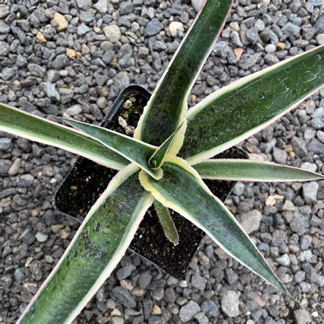 Mangave Mad About Mangave® 'Snow Leopard' - USPP #31,137 (4.5" Pot