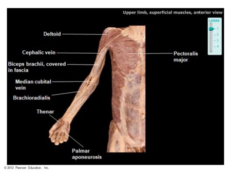 Muscles Upper Cadaver Flashcards Quizlet