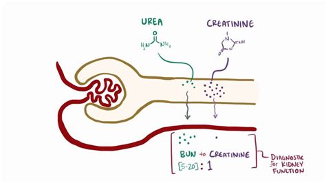 Renal Azotemia Video Anatomy Definition Function Osmosis