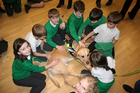 Assistance Support Dogs Bales Buddies Therapy Dogs Devon