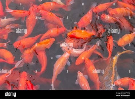 red carp fish stock photo alamy