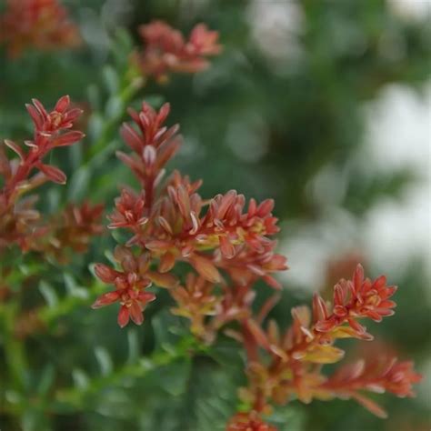 Podocarpus Lawrencei Red Tip Cowell S Garden Centre Woolsington