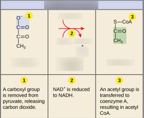 Oxidation Of Pyruvate Diagram Quizlet