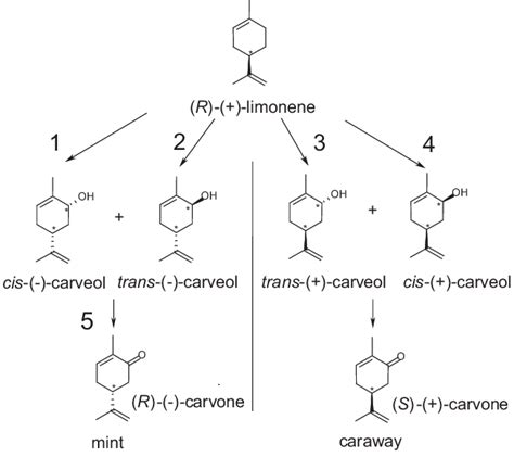 Generation Of Enantiopure Carvones By Enantioselective Limonene