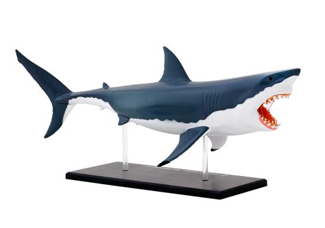 Great White Shark Anatomy Model - Science And Nature