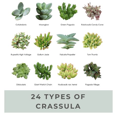 Top 100 Popular Succulent Pictorial Guide