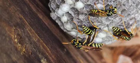 How To Keep Hornets Away A Action Pest Control