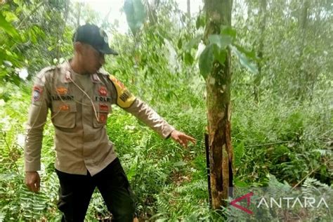 Aparat Gabungan Tindak Lanjuti Laporan Perusakan Tanaman Cengkeh Warga