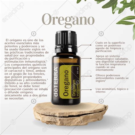 Oregano Uses And Benefits By Fernanda Cavaletti Artofit