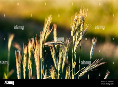 Gold Wheat Field Ukraine Europe Beauty World Stock Photo Alamy