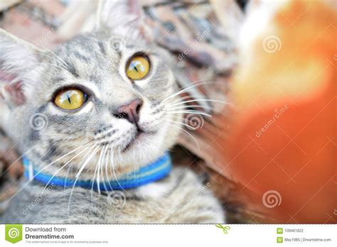 Cierre Gris Del Gato De Gato Atigrado Para Arriba Foto De Archivo