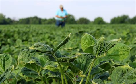 Dicamba Drift Blowing Farm Trouble Again In Agweb