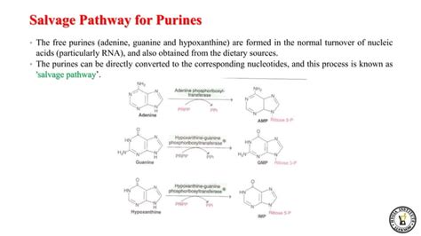 Purines metabolism.pptx