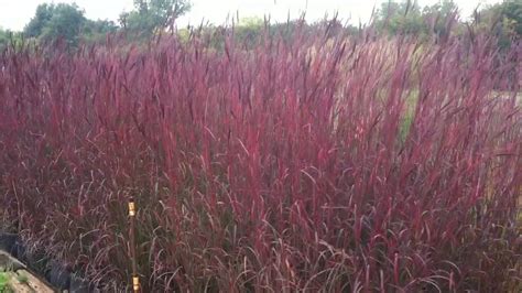 Andropogon Gerardii Dancing Wind Salzsieder Nursery