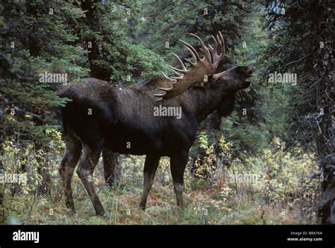 Alaskan Bull Moose Hi Res Stock Photography And Images Alamy