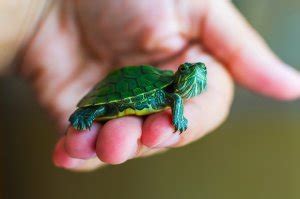 Top 350+ Best Pet Turtle Names