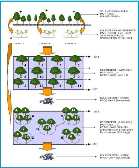 MODUL PENGELOLAAN SUMBER BENIH TANAMAN H