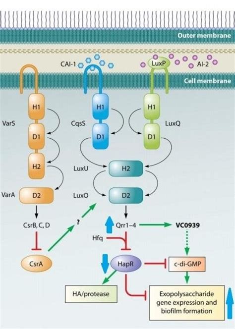 Quorum Sensing Circuit Of V Cholera Under Low Concentrations Of