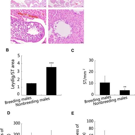 High Autophagy Levels In Leydig Cells Inhibit Testosterone Production