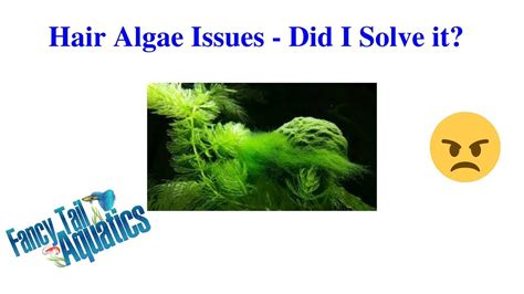 Hair Algae Issues How To Rid It Experiment Youtube