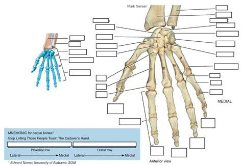 Diagram Of Thumb Anatomy