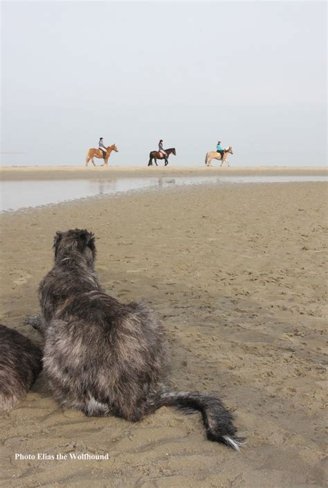 images  irish wolfhounds  pinterest
