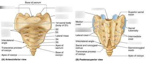 Sacrum and Coccyx Diagram | Quizlet