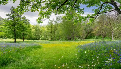 Spring Meadow, Spring Meadow Background, Meadow Background for Photoshop, Spring Scene With ...