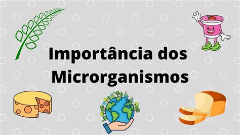 Importância Dos Microrganismos Para Os Seres Humanos - Qual A Importância Dos Microrganismos Para Os Seres Humanos? – CKPCC