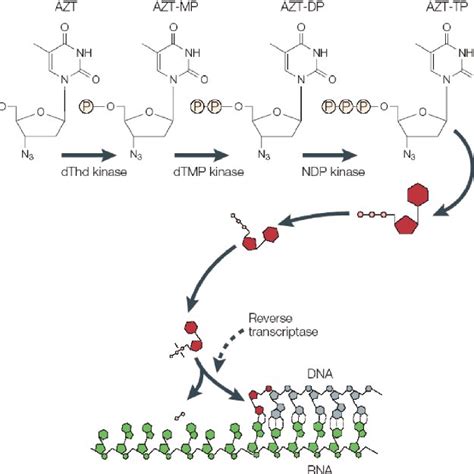 Mechanism of antiviral action of AZT | Download Scientific Diagram