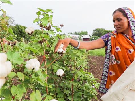 First Ever Release Of Organic Cotton Varieties In India Bio Eco Actual