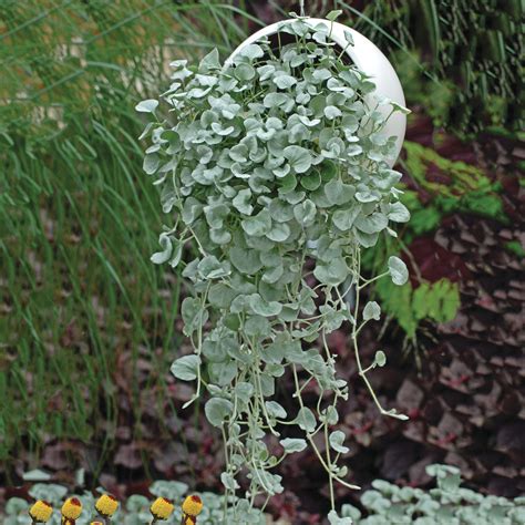 Dichondra argentea Silver Falls - Schneider BV - Schneider, Young plant ...