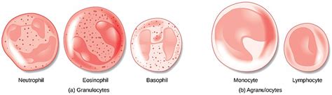 Difference Between Granulocytes and Agranulocytes | Compare the ...