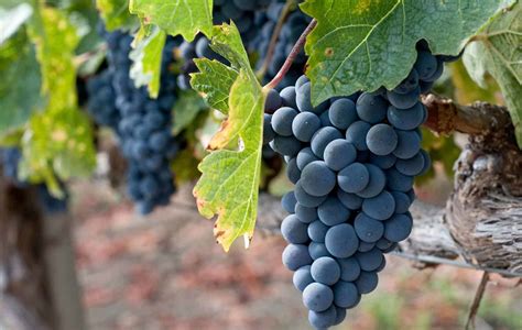 20 Most Popular Types of Wine Grapes [Detailed Guide]