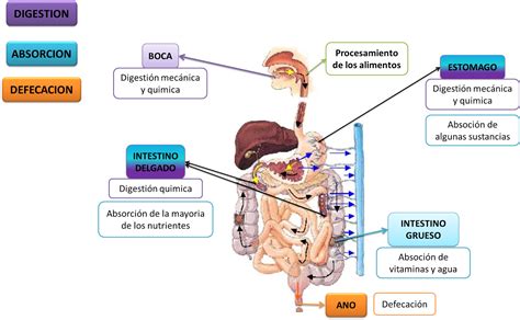 Fisiologia Medica Fases De La Digestion