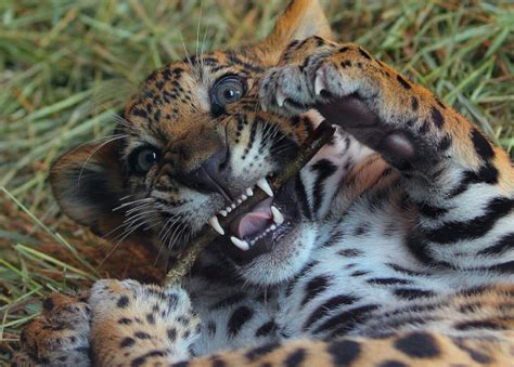 Funny Wildlife • Jaguar Cub by beth keplinger on Flickr.
