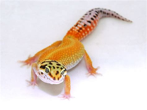 Red Stripe Leopard Gecko Gecko Time Gecko Time