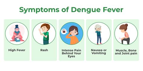 Dengue Fever Causes And Symptoms