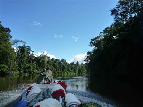 NATURE DE GUYANE GUIDAGE EN MILIEU AMAZONIEN SAINT LAURENT DU MARONI