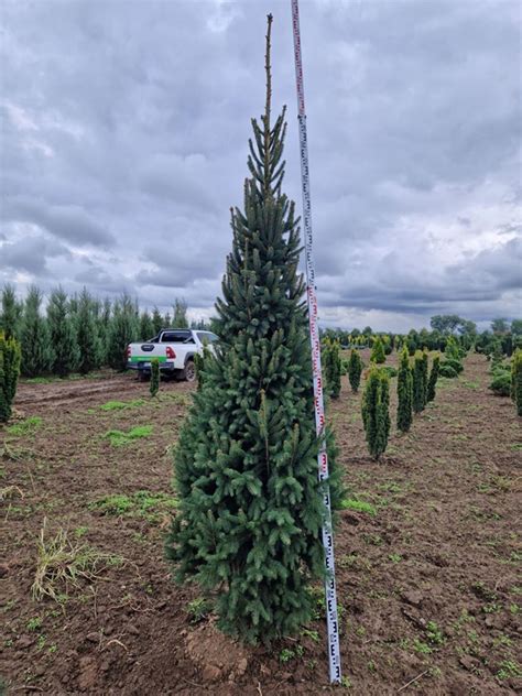 Picea Abies Fastigiata Smrk Starkl Zahradní­k Spol S Ro Stromy