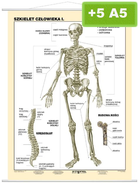 Szkielet człowieka I Mapy plansze szkolne językowe interaktywne