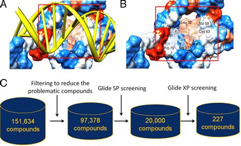 A Homology Model Of The Pax2 Paired Domain And Virtual Screen A A