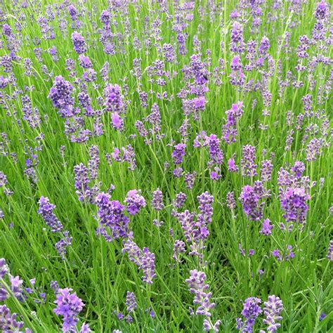 Where To Buy Real Lavender Plants at Kate Read blog