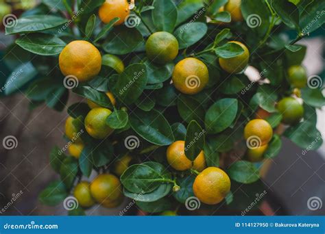 装饰树calamondin桔子 库存照片 图片 包括有 柑橘 热带 果子 食物 蜜桔 装饰 114127950