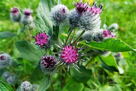 Burdock Growing Care And Benefits Plantura