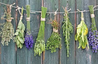 Made In Vegmade In Yle Le Erbe Aromatiche Un Valido Aiuto