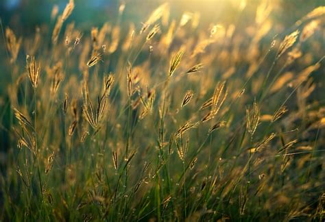 Premium Photo Wild Grass Flowers In Sunset Time