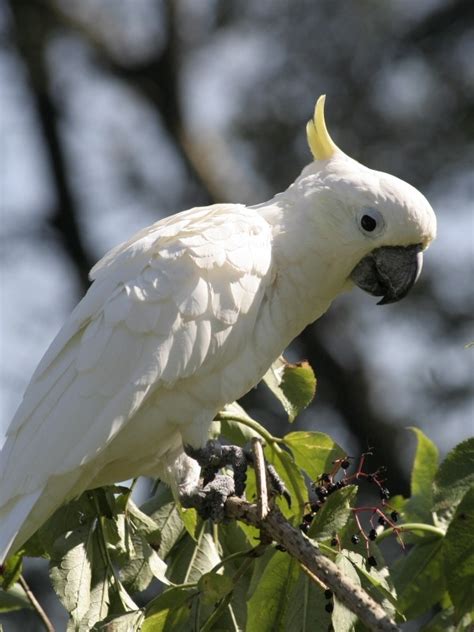 Yellow-crested Cockatoo | World Parrot Trust