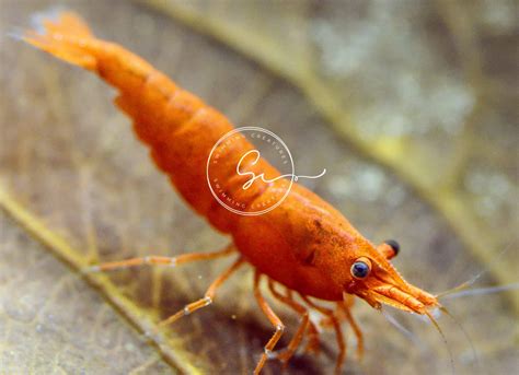 Amazon Neocardina Shrimp Live Feshwater Aquarium Shrimps Live