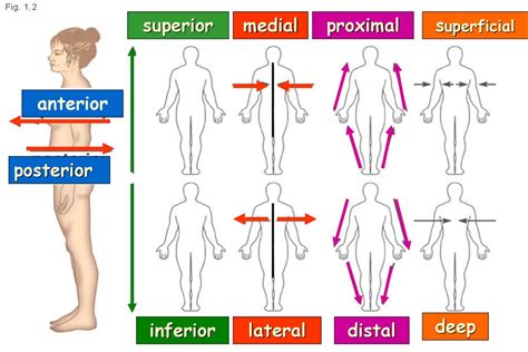 The Language Of Anatomy Ppt Download